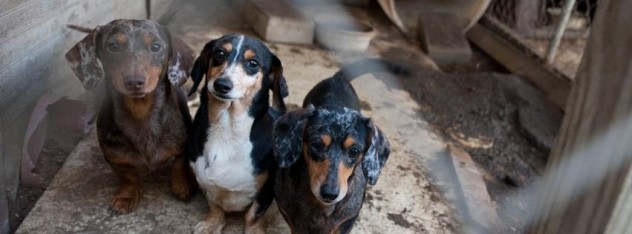 Perros domésticos, fotografía por Humane Society Internacional