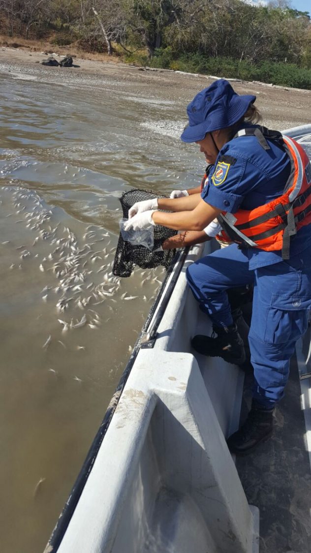 15-02-2017-Peces muertos-Manzanillo-muestras en el mar-1